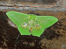 Geometrid Moth (Aporandria specularia) (7851231792).jpg