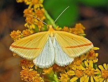 Geometridae - Rhodometra sacraria-001.JPG