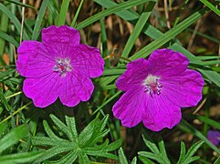 -{Geranium sanguineum}-