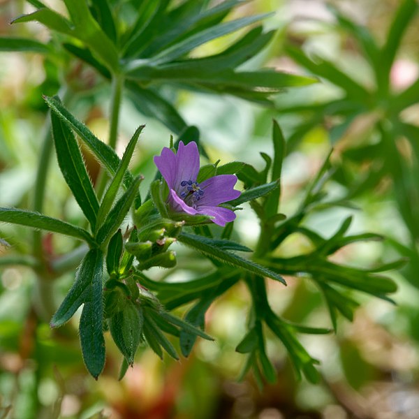 File:Geranium dissectum flower.jpg