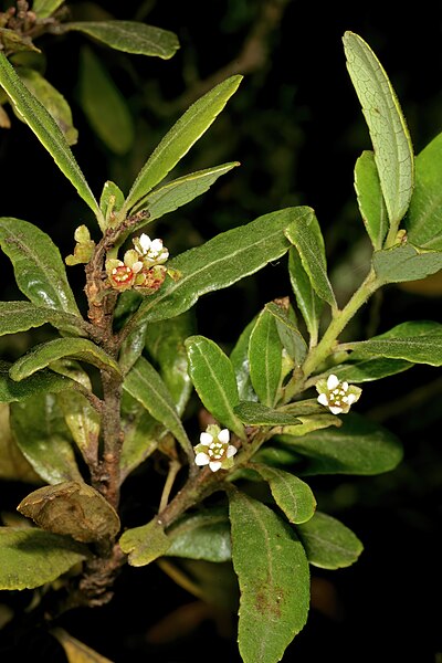 File:Gerrardina foliosa 1DS-II 4-1360.jpg