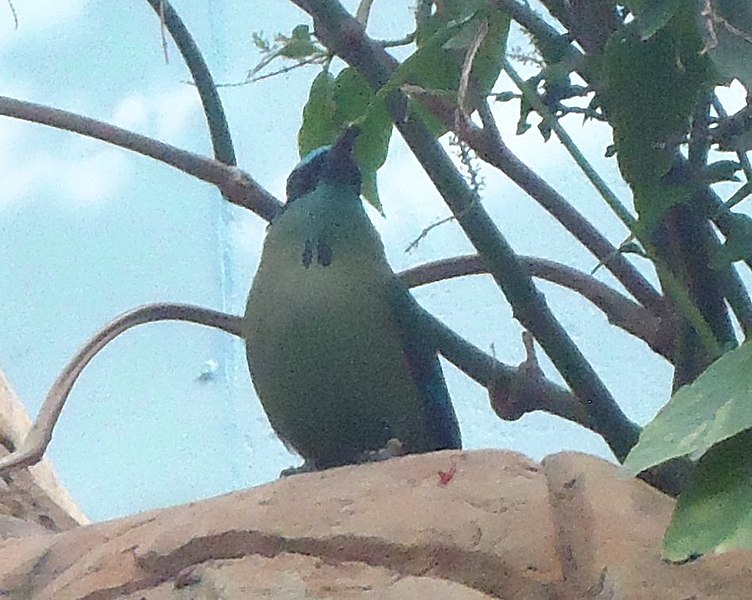 File:Gfp-tropical-bird.jpg