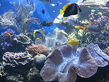 Coral reef exhibit at Waikiki Aquarium