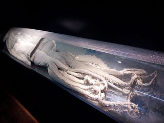#380 (?/?/1998) First known specimen from the Mediterranean Sea, on display at the Museo Alborania in Málaga, Spain. Preserved in formaldehyde, it is an immature female with a mantle length of around 1.25 m.