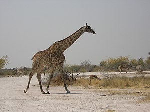 Girafe d'Afrique du Sud (G. c. giraffa).