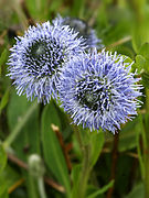 Globularia punctata