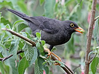<span class="mw-page-title-main">Glossy-black thrush</span> Species of bird