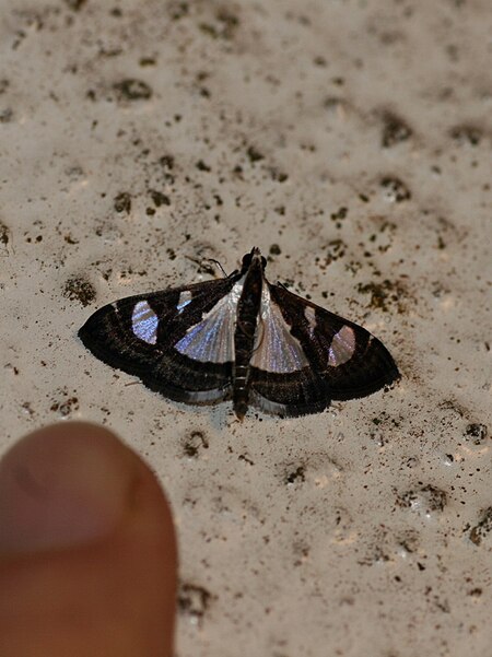 Tập_tin:Glyphodes_cf._bicolor_(Crambidae_Spilomelinae).jpg