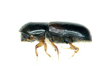 <i>Gnathotrichus</i> Genus of beetles