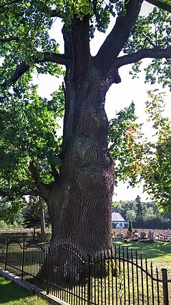 An old oak, a natural monument of Gościnowo