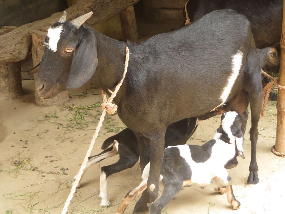 Never Underestimate a Goat; It's Not As Stupid As It Looks, Science