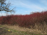 Čeština: Houští svídy krvavé (Cornus sanguinea) na golfovém hřišti Karlštejn. Okres Beroun, Česká republika. English: Thicket of Common Dogwood (Cornus sanguinea) at Golf grounds Karlštejn as seen from the road, Beroun District, Czech Republic.