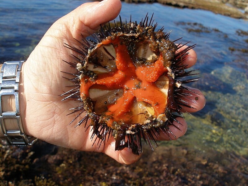 File:Gonadi Paracentrotus lividus riccio di mare adventurediving.it.jpg