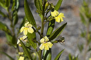 <i>Goodenia saccata</i> Species of plant