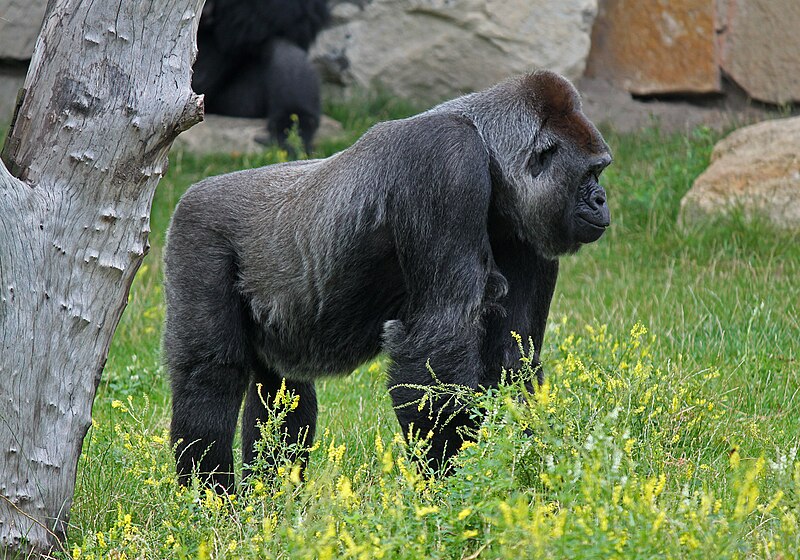 File:Gorilla gorilla gorilla 02.jpg