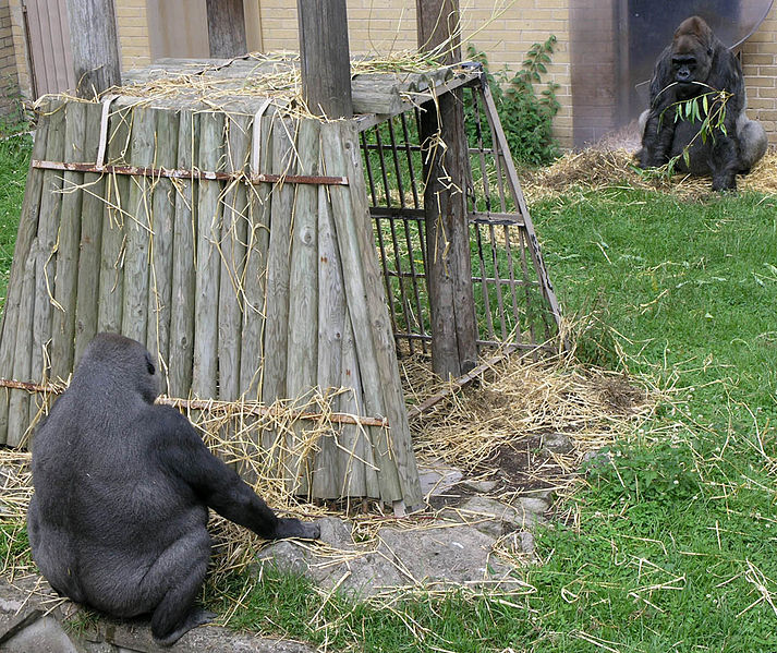 File:Gorillas Edinburgh Zoo 2004 SMC.jpg