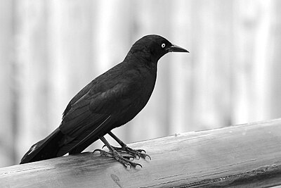 Grackle on a fence, black and white (14129935239).jpg