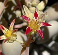 Graptopetalum amethystinum