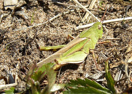 Grasshopper