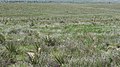 Grassy prairie on private land near the Cimarron National Grassland - 3 (c380dd69479f4625a4d611e475e5873e).JPG
