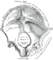 La face supérieure de l'os occipital.