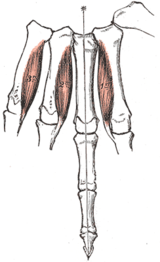 Palmara interosseusmuskler