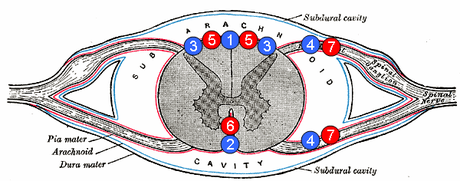 Posterior spinal arter