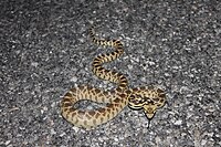 Buyuk havza Gopher Snake.jpg