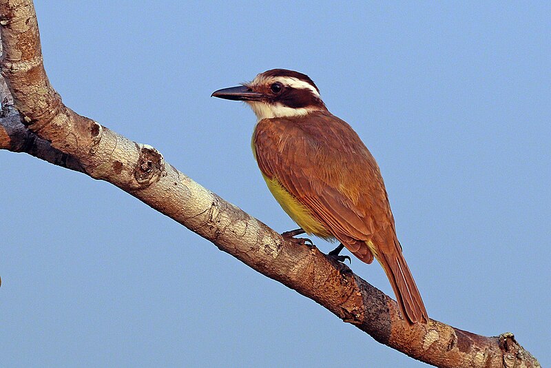 File:Great kiskadee (Pitangus sulphuratus maximiliani).jpg