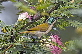 Cyanomitra verticalis (Green-headed sunbird) female