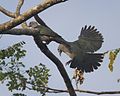 Green Imperial-Pigeon (Ducula aenea) 4.jpg