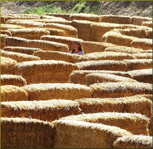 File:Green Spot Farm, Maze 10-26-13b (10561276606).jpg