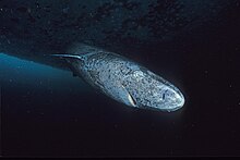 Greenland shark at Admiralty Inlet, Nunavut, with an Ommatokoita Greenland shark profile.jpg