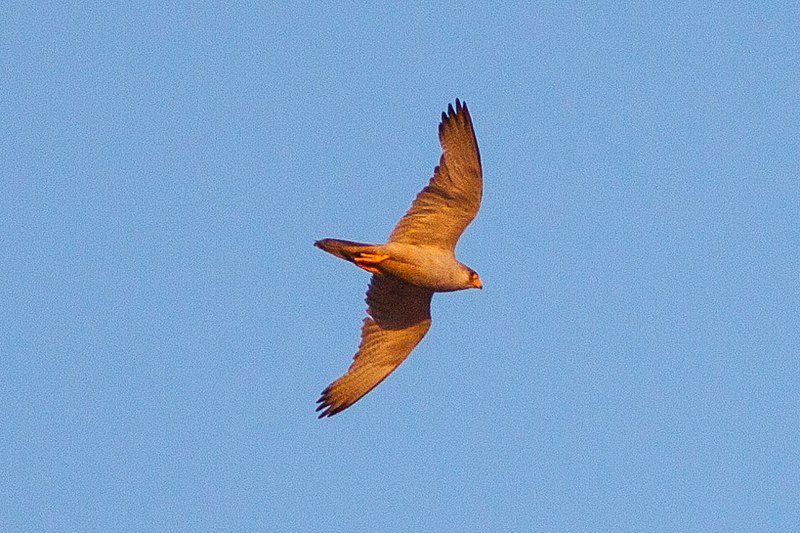 File:Grey Falcon (Falco hypoleucos) (8079582586).jpg