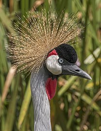 Grey crowned crane Balearica regulorum gibbericeps