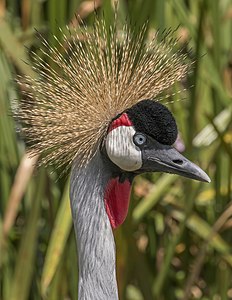 Grey crowned crane (Balearica regulorum gibbericeps) head 2