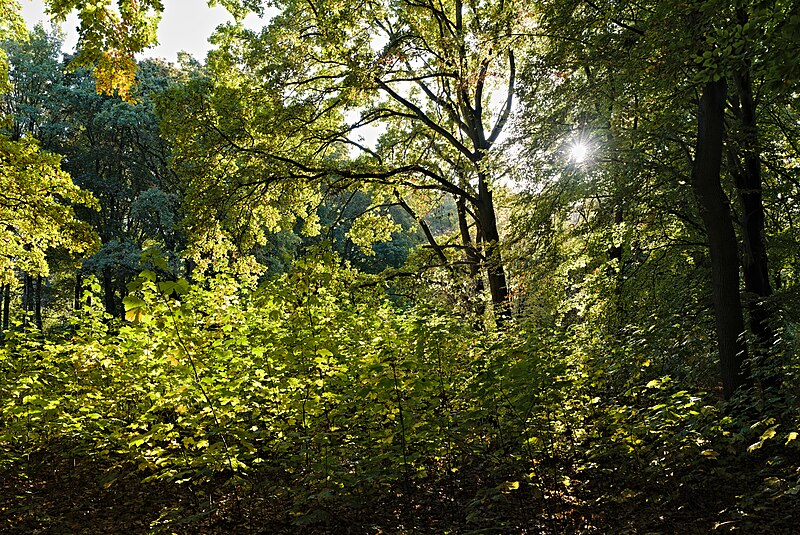 File:Großer Tiergarten Berlin near Bellevue 2022-10-22 01.jpg