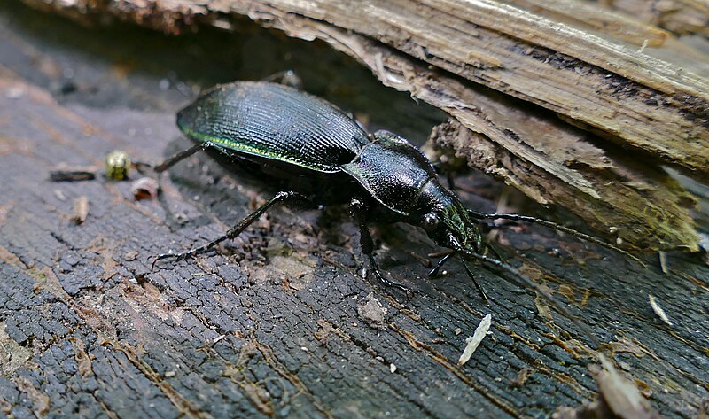 File:Ground Beetle (Carabus violaceus purpurascens) (35379517031).jpg