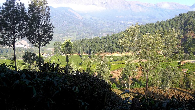 File:Gundumalai Estate, Munnar - panoramio (6).jpg