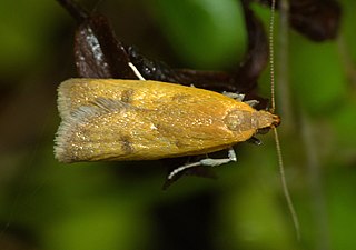 <i>Gymnobathra parca</i> Species of moth endemic to New Zealand