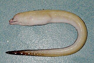 Blacktail moray eel Species of fish