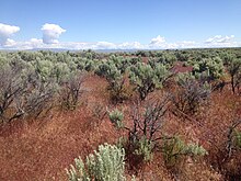 A sagebrush ecosystem in southern Idaho after Bromus tectorum has established HAF Transect.jpg