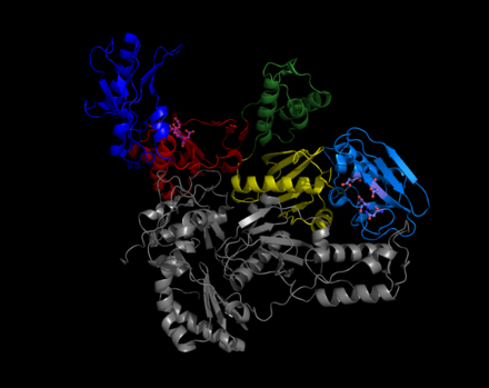 Reverse transcriptase is shown with its finger, palm, and thumb regions. The catalytic amino acids of the RNase H active site and the polymerase active site are shown in ball-and-stick form.