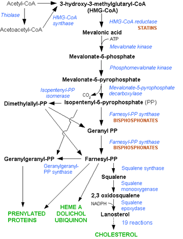 Voie du mévalonate