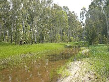 Sumpfiger Wald bei Chadera