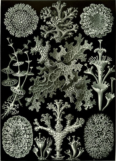 "Lichenes" fancifully drawn by Ernst Haeckel to emphasize his ideas of symmetry in his Artforms of Nature, 1904