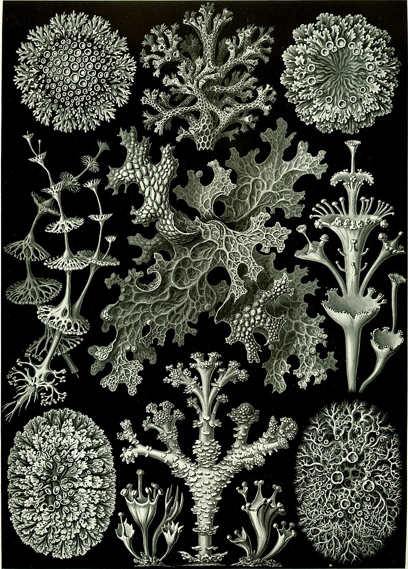 Planche d’Ernst Haeckel représentant des lichens.