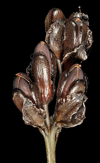 <i>Haemodorum discolor</i> Species of flowering plant