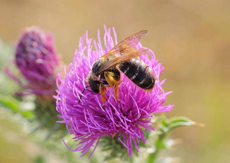 File:Halictus quadricinctus - Burgenland.jpg