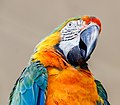 * Nomination Harlequin macaw; Vogelburg Weilrod, Germany --Llez 06:14, 1 November 2021 (UTC) * Promotion  Support Good quality -- Johann Jaritz 06:42, 1 November 2021 (UTC)